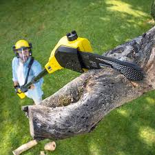 Best Storm Damage Tree Cleanup  in Derwood, MD