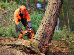 Lawn Maintenance Plans in Derwood, MD