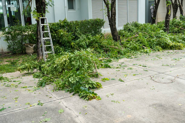How Our Tree Care Process Works  in  Derwood, MD
