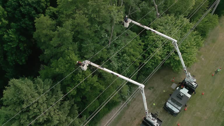 Best Hedge Trimming  in Derwood, MD
