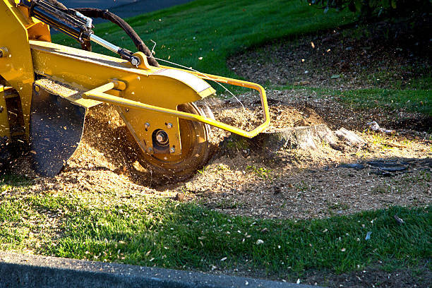 Best Utility Line Clearance  in Derwood, MD