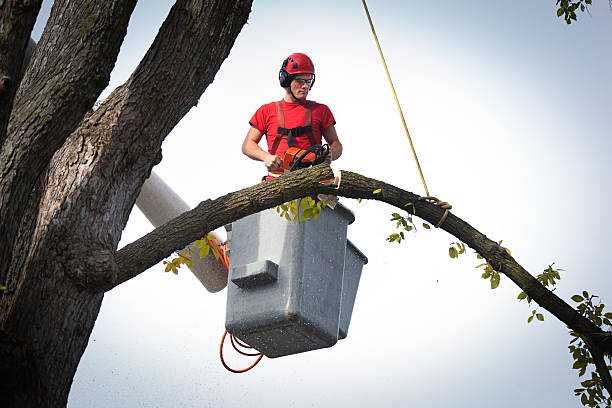 Best Stump Grinding and Removal  in Derwood, MD