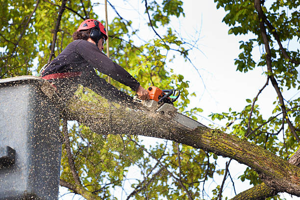 Best Root Management and Removal  in Derwood, MD