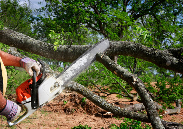 Best Tree Disease Treatment  in Derwood, MD