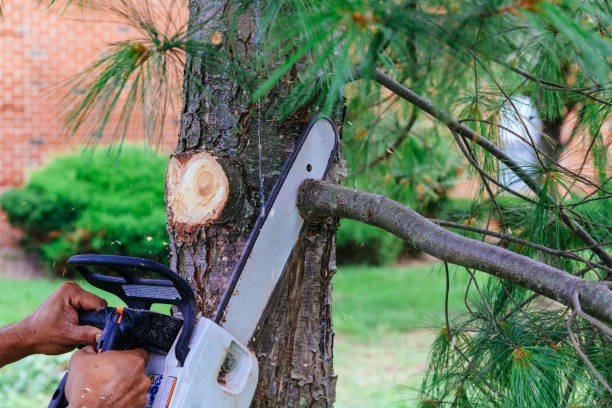 Best Lawn Pest Prevention  in Derwood, MD